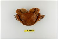 藏品(字紋弓蟹)的圖片